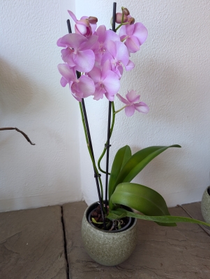 Double Orchid Plant