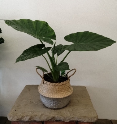 House Plant