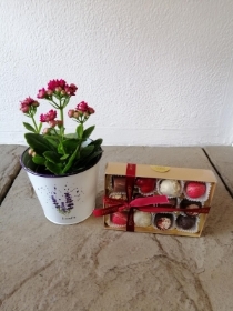 Plant of the Day and Chocolates