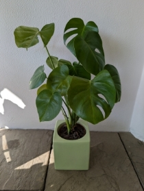 Monstera Plant