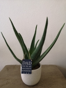 Dads Aloe Vera Plant