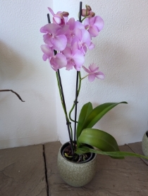 Double Orchid Plant