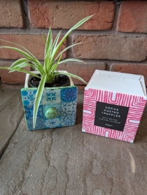 Drawer Spider Plant and Chocolates