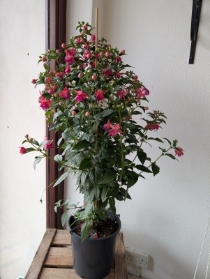 Fuchsia Plant