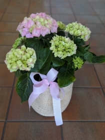Hydrangea Planta