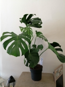 Large Monstera Plant