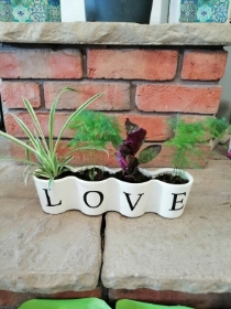 Love House Plants