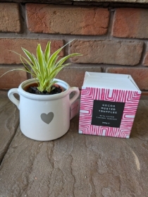 Love Spider Plant and Chocolates