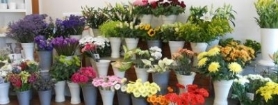 Mothers Day Luxury Florist Choice Handtied with FREE Chocolates