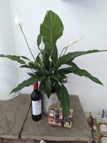 Peace Lily Complete Treat